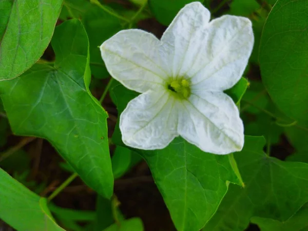 Ivy Kwiat Dyni Piękne Tło — Zdjęcie stockowe