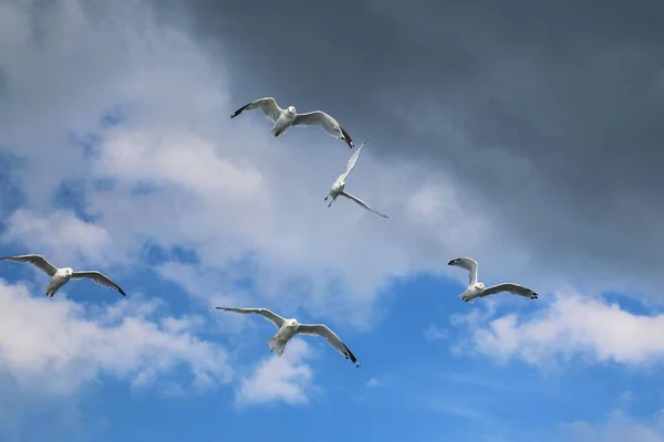Flock Seagulls Flying Stormy Clouds — Stock Photo, Image