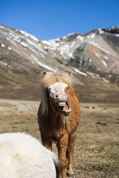 Legrační Islandský Kůň Poloostrově Snaefellsnes — Stock fotografie
