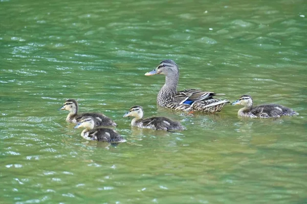 Anne ördeğin suda ördek yavrusuyla yakın plan fotoğrafı.