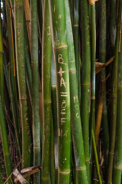 Vertikální Záběr Bambusu Vyrytými Iniciálami — Stock fotografie