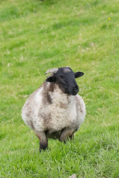 Moutons Mâles Debout Sur Les Herbes Vertes Dans Prairie — Photo