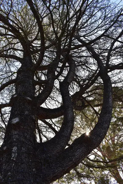 나무의 수직낮은 촬영많은 가지를 — 스톡 사진