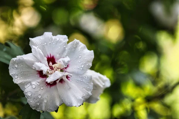 白いハイビスカスが庭に閉じ込められ 花びらに雨が降っていました — ストック写真