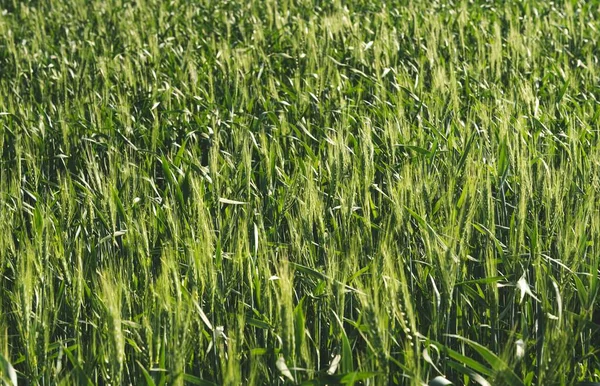 Живописный Вид Пшеничное Поле Солнечный День — стоковое фото