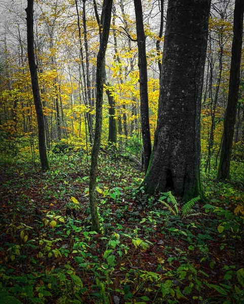 霧深い朝に秋の木がある美しいオールダムカントリーの森 — ストック写真
