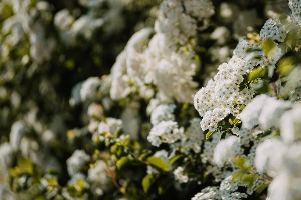 Селективный Снимок Ветки Grefsheim Spirea Белыми Нежными Цветами Идеально Подходит — стоковое фото