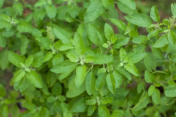 Daun Tulsi Memiliki Banyak Sifat Dan Sangat Baik Untuk Pilek — Stok Foto