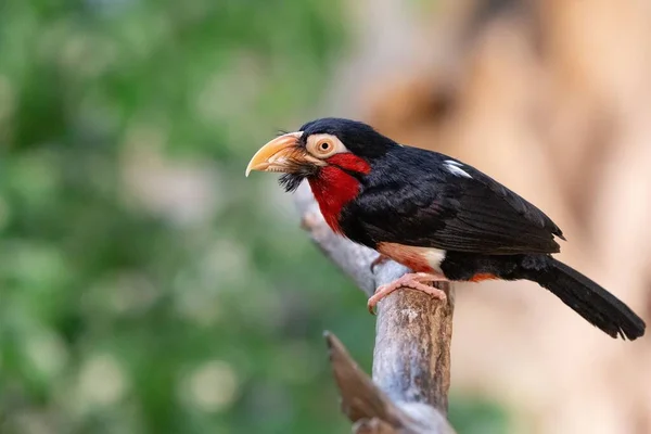 Eine Nahaufnahme Des Bartvogels Der Auf Einem Ast Eines Baumes — Stockfoto