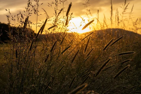 Una Hermosa Vista Campo Con Hierba Fresca Durante Amanecer — Foto de Stock
