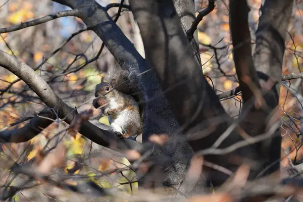 Primer Plano Una Ardilla Posada Sobre Una Rama Sin Hojas — Foto de Stock