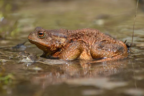 Perfil Sapo Comum Sapo Europeu Simplesmente Sapo Bufo Bufo Primavera — Fotografia de Stock