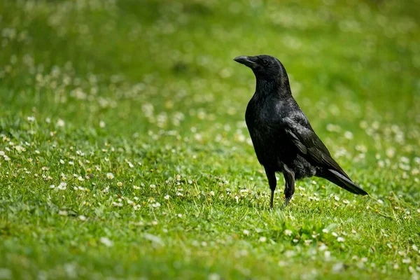 Gros Plan Corbeau Noir Perché Sur Herbe Verte — Photo