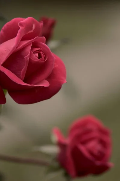 Close Vertical Uma Rosa Vermelha Borrão Outra Rosa — Fotografia de Stock