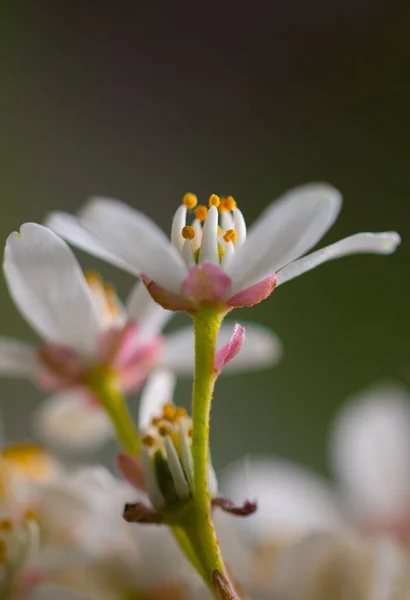 庭に咲くミルクの花の垂直ショット — ストック写真