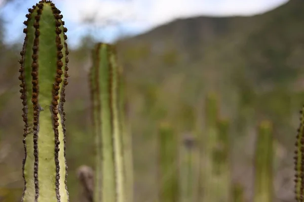 Cactus Met Een Prachtige Achtergrond Het Eiland Gran Canaria — Stockfoto