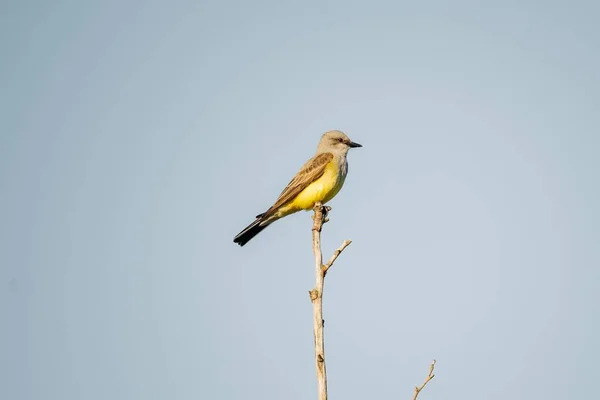 Detailní Záběr Západního Kingbird Sedí Stromě Jasnou Oblohou Pozadí — Stock fotografie