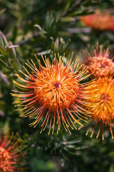 อตแนวต งของ Pincushions ดอกไม ในสวน — ภาพถ่ายสต็อก