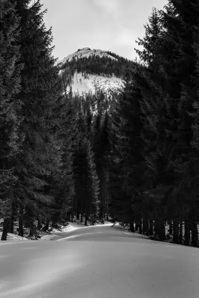 Серый Снимок Дороги Окруженной Горами Снежной Вершиной Горы — стоковое фото