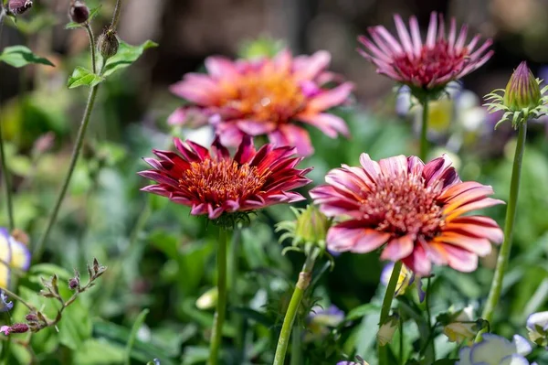 Closeup Shot Chrysanths Blossoming Garden — Stock Photo, Image