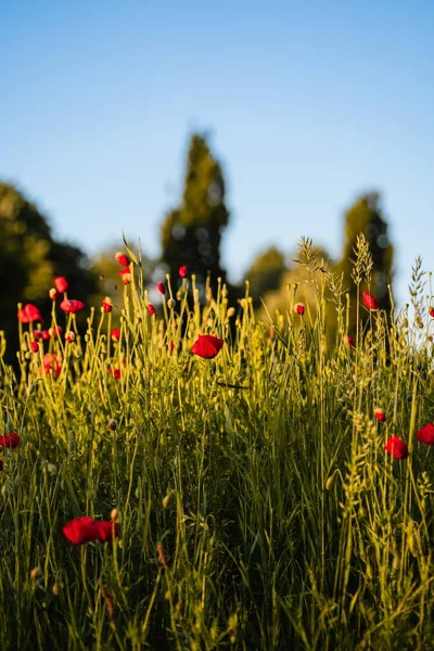 Een Verticaal Close Van Een Groen Veld Met Rode Klaprozen — Stockfoto