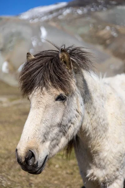 Ett Porträtt Vit Islandshäst Snaefellsnes Halvö — Stockfoto