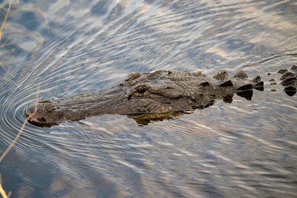 Мирный Американский Аллигатор Грациозно Плывущий Мелкому Озеру Создавая Рябь — стоковое фото