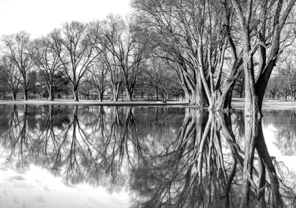 Monochrome Deciduous Tree Line Flood Visible Reflections Water Surface — Stock Photo, Image