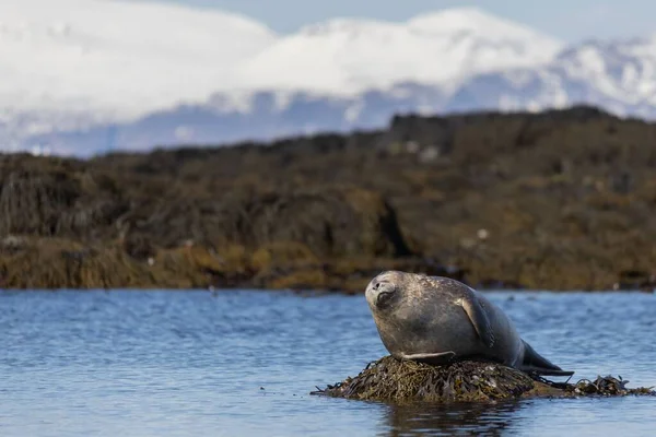 Cute Seal Sitting Rock Snaefellsnes Peninsula — Stock Photo, Image