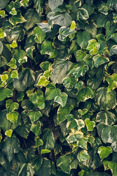 Vertical Shot Green Ivy Leaves — Stock Photo, Image