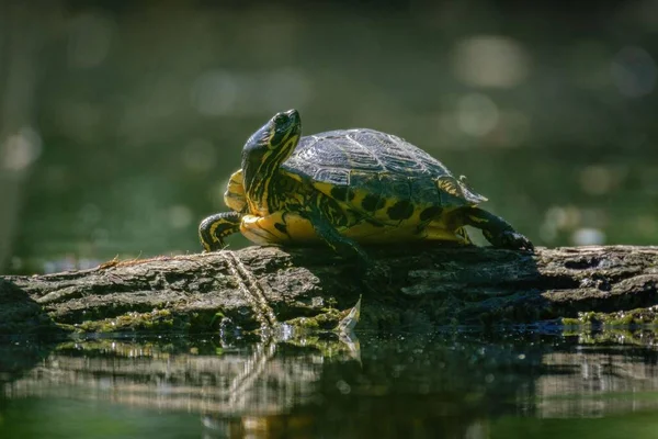 Primer Plano Una Hermosa Tortuga Deslizante Vientre Amarillo Pie Sobre — Foto de Stock