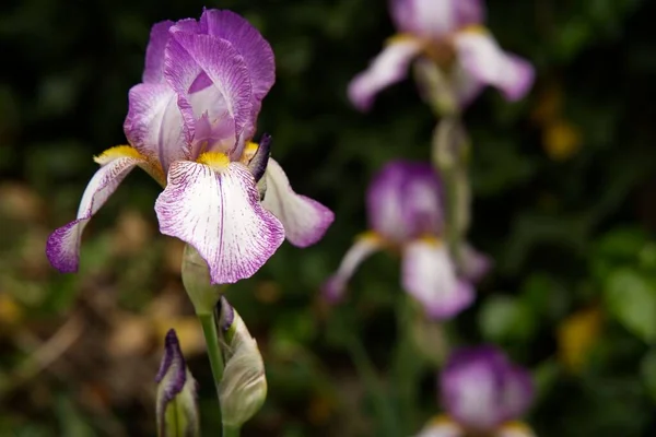 Primo Piano Fiore Iris Sanguinea Sfondo Sfocato — Foto Stock