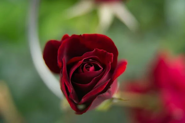 Eine Nahaufnahme Von Schönen Rosen Die Garten Blühen — Stockfoto