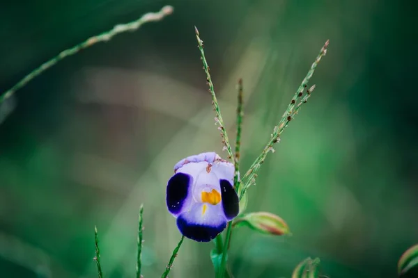 Egy Torenia Virág Elmosódott Háttérrel — Stock Fotó