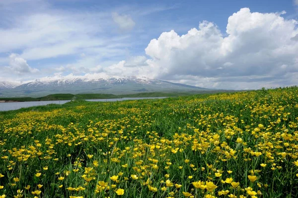 Natural View Yellow Field Meadow Cloudy Day Armenia — Stock Photo, Image