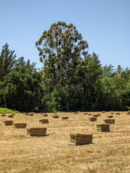 Champ Balles Foin Avec Des Arbres Arrière Plan Pendant Journée — Photo