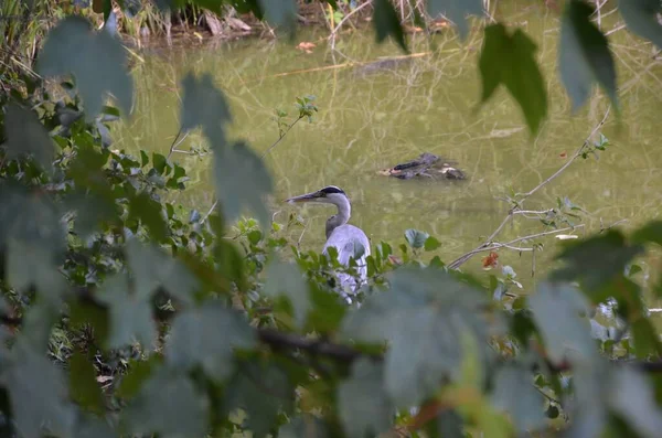 Shallow Focus Grey Heron Standing Pond Lakeland — Stock Photo, Image