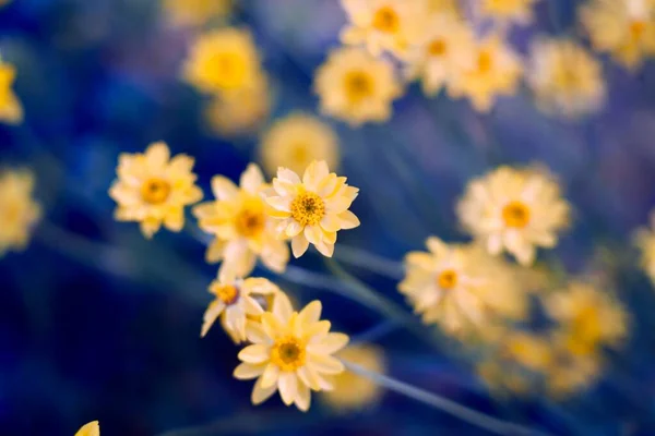 庭に咲く黄色の花のクローズアップショット — ストック写真