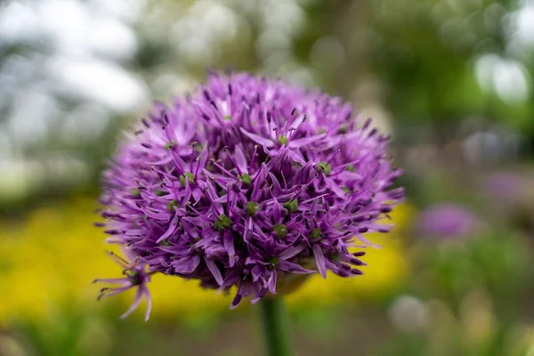 Zbliżenie Ujęcie Purpurowego Allium Kwiat Ogrodzie Rozmytym Tle — Zdjęcie stockowe