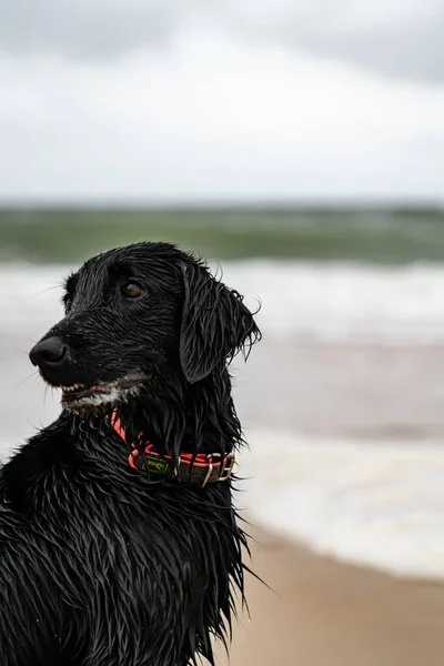 Nahaufnahme Eines Niedlichen Nassen Schwarzen Hundes Einem Strand Mit Unschärfe — Stockfoto
