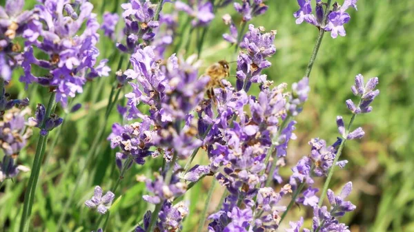 Honeybee Está Trabalhando Campo Growing Lavender Flowers Noszvaj Hungria — Fotografia de Stock
