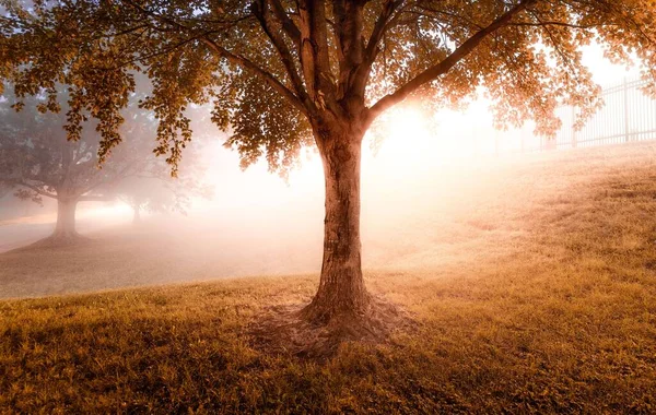 Arbre Vert Luxuriant Avec Lumière Soleil Matin Brumeux Brille Arrière — Photo