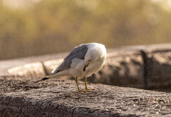 Primer Plano Una Gaviota Común Larus Canus Limpiando Sus Plumas — Foto de Stock