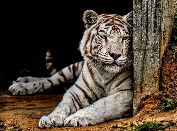 Gros Plan Tigre Blanc Noir Couché Regardant Vers — Photo