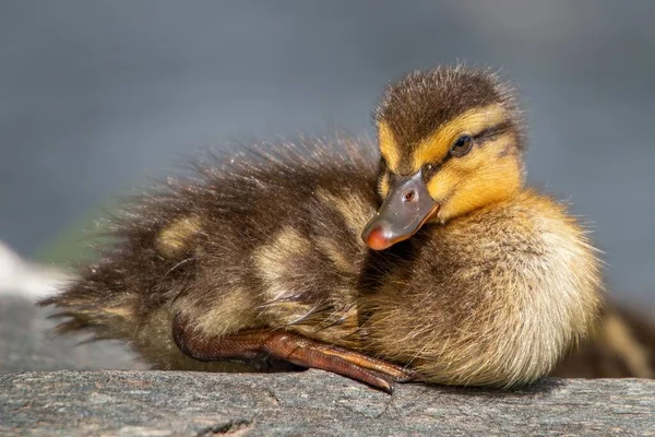 Güneşin altındaki kayanın üzerinde dinlenen yavru ördeğin güzel manzarası.