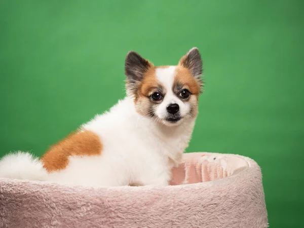 포메라니안 스피츠의 귀엽고 강아지의 초록색 배경에 미소짓는 원문을 — 스톡 사진