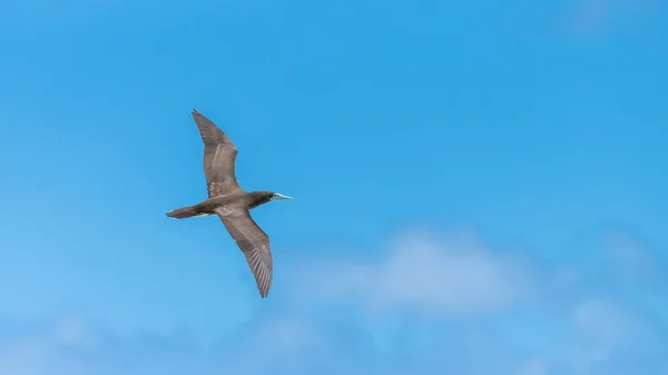 Booby Marrón Sula Leucogaster Ave Exótica Volando Polinesia Francesa —  Fotos de Stock