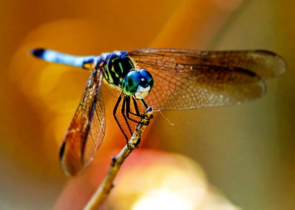 Dragonfly Gren Bara Chillin — Stockfoto