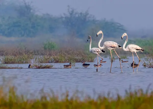 Three Flamingos Lake Morning — Stock Photo, Image