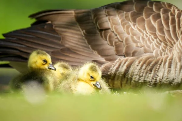 Closeup Shot Cute Ducklings Hiding Mother — Stock Photo, Image